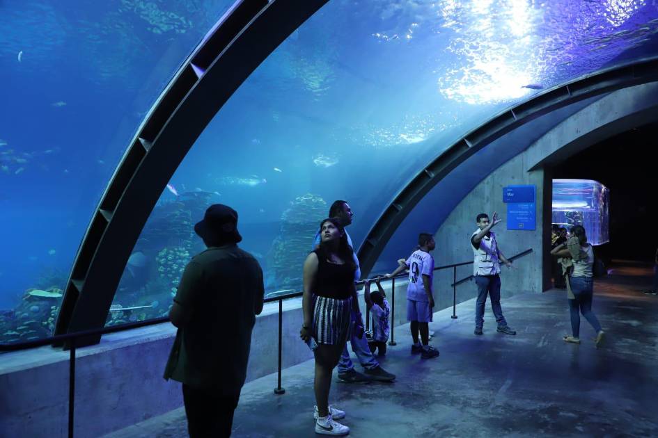 Gran Acuario Mar de Cortés, a punto de abrir el pingüinario y el show ...