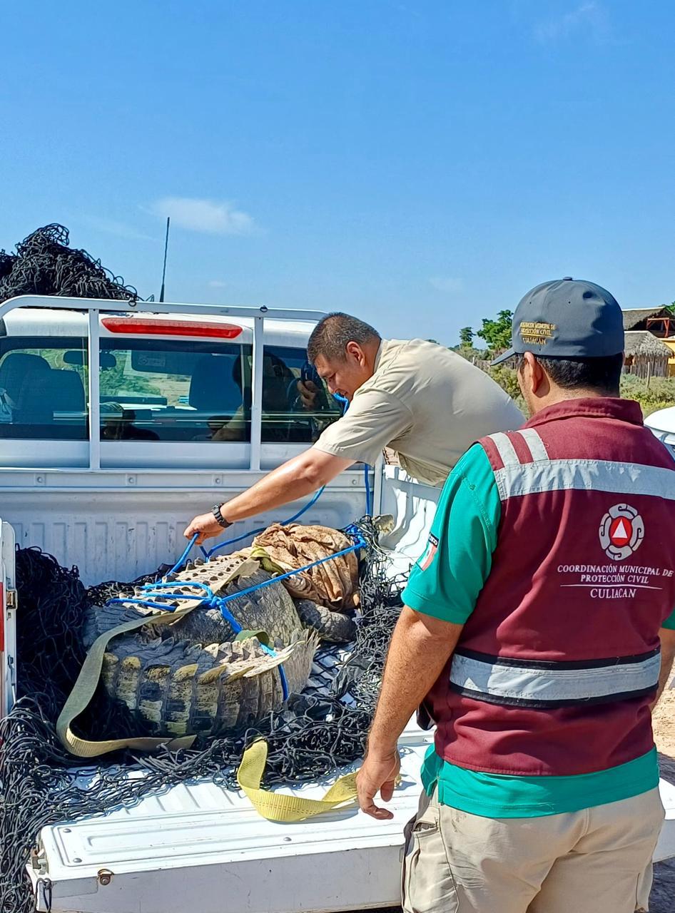 $!Captura PC a cocodrilo de casi tres metros en el campo El Diez y lo liberan en su hábitat