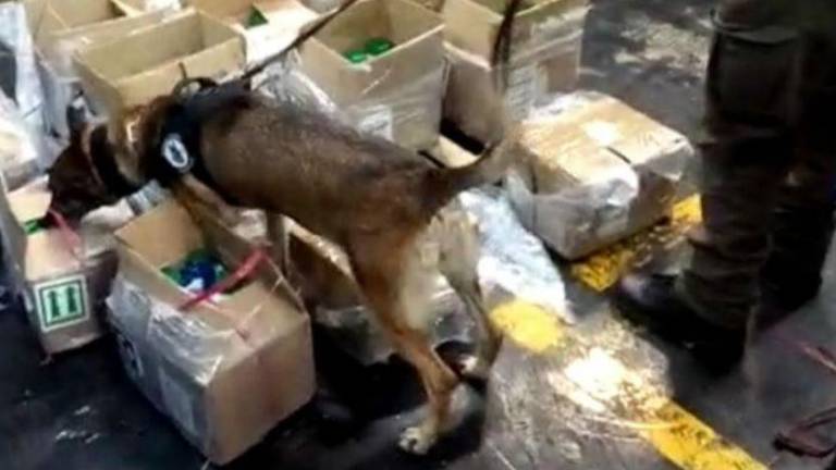 Los perros durante la localización de la droga.