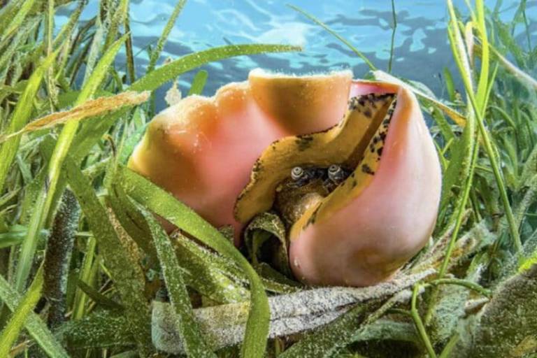 Jícama: la palabra clave en México para vender ilegalmente caracol rosado en redes sociales