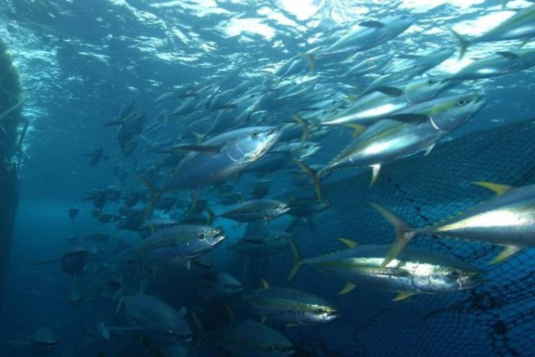 ¿Cómo afectará el cambio climático a las pesquerías del mundo?