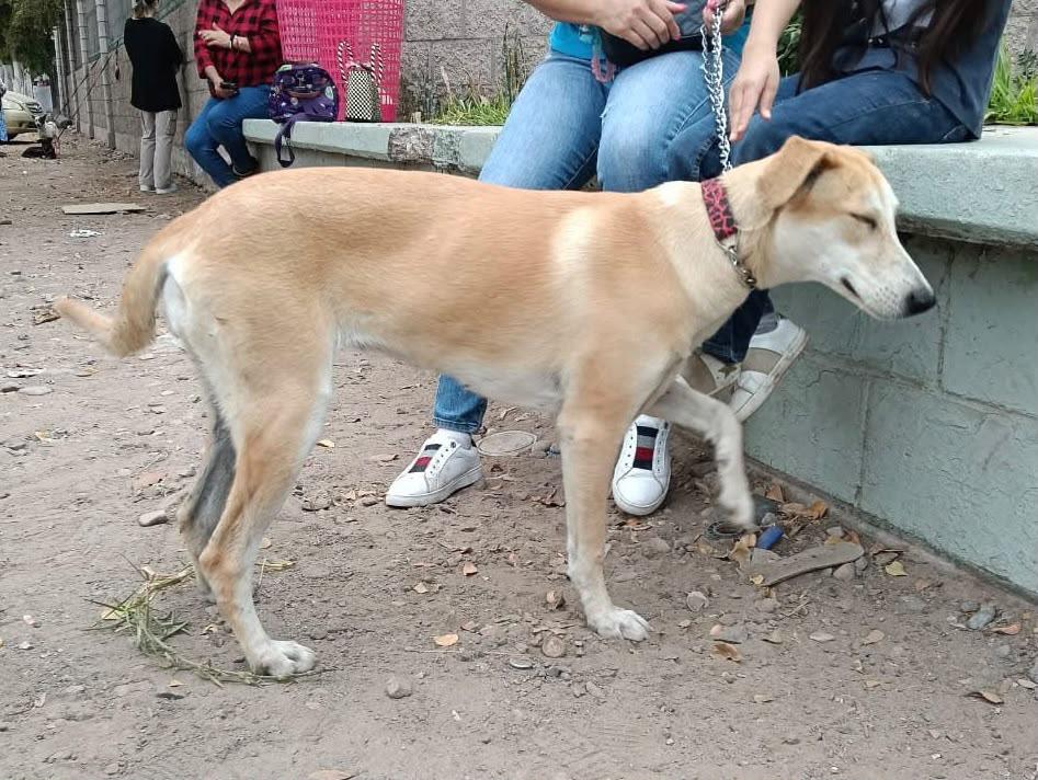 $!ARPA apuesta por educación y esterilización para combatir el abandono animal en Culiacán