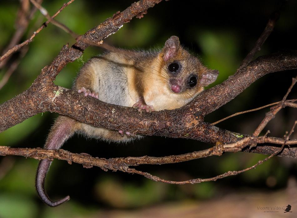 $!El monito de monte de la Patagonia mide entre ocho y 13 centímetros y es uno de los marsupiales más pequeños del mundo. Esta especie está afectada por los incendios en Argentina.
