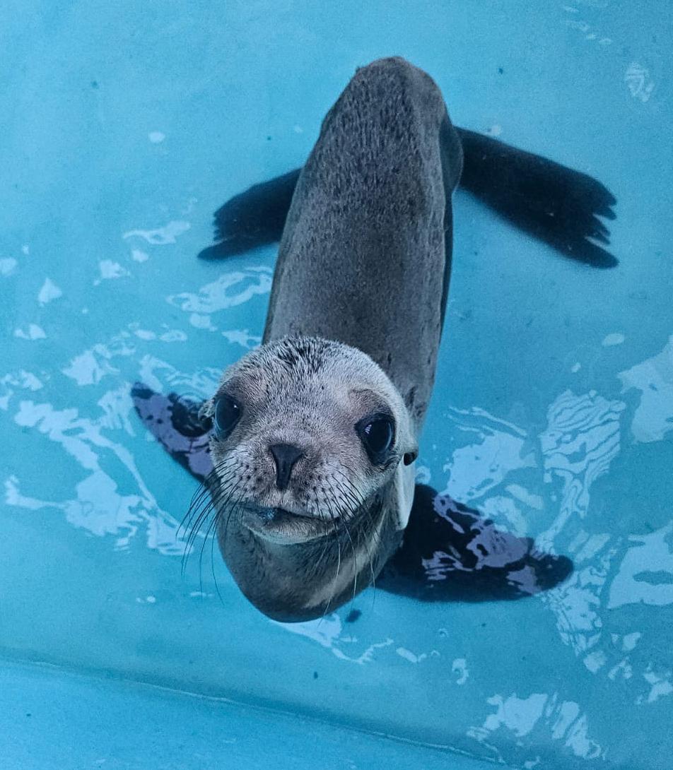 $!Equipo de rescate y bienestar animal del Gran Acuario rescatan a lobo marino en canales de la Marina Mazatlán