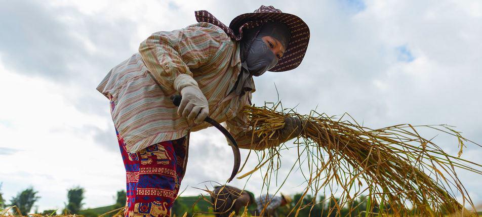 $!Una trabajadora migrante de Vietnamo cultiva durante la cosecha de arroz en Chiang Rai, al norte de Tailandia.