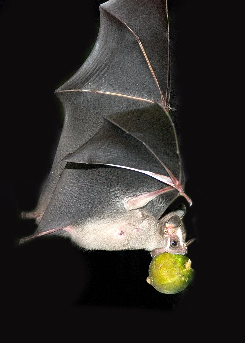 $!En México, tres especies de murciélagos se encuentran e un peligro crítico.