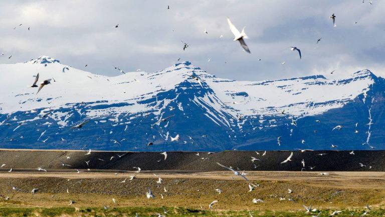 El Ártico verdea cada año un poco más.