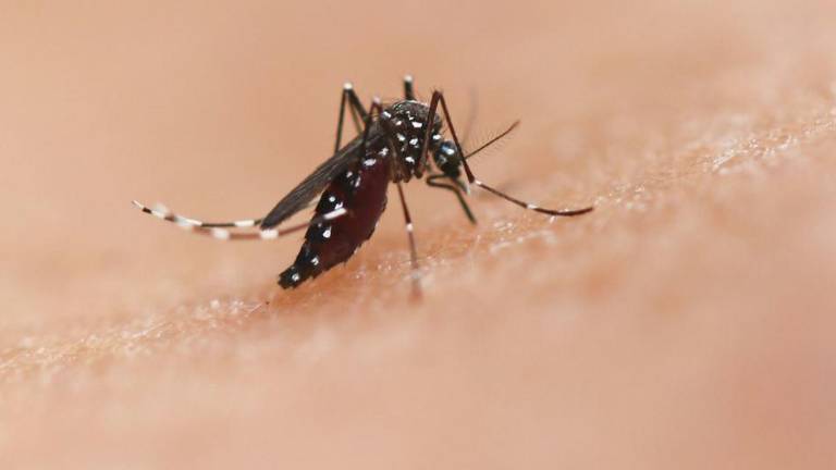 La especie de mosquito Aedes puede transmitir enfermedades como el chikungunya, el dengue y el zika.