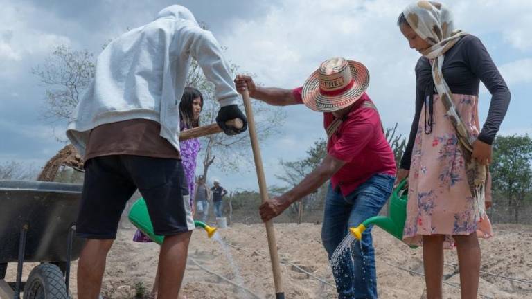 Miembros del pueblo indígena Wayúu de Ipanamá, Colombia, siembran semillas en el polvoriento terreno desértico.