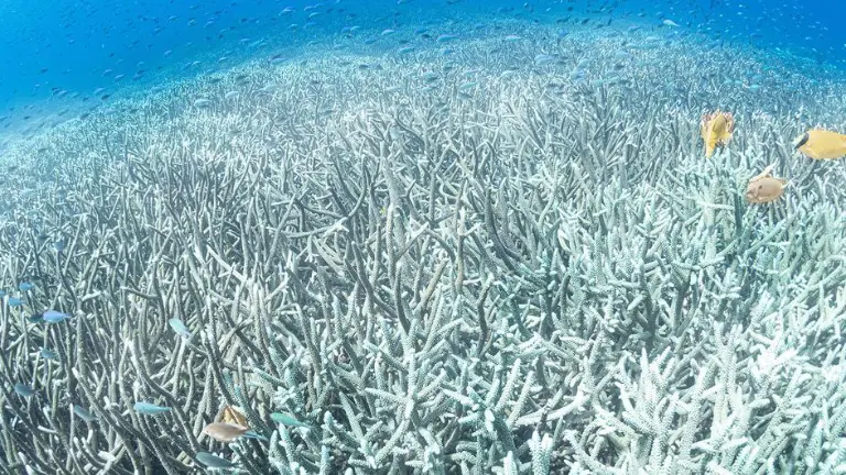 El blanqueamiento de los corales es una de las consecuencias directas de la subida de la temperatura oceánica.