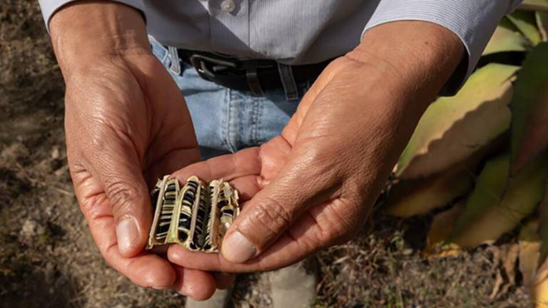 Prácticas agrícolas sostenibles en Oaxaca, México, contribuyen a restaurar los ecosistemas de bosque seco, proteger la biodiversidad y sostener los medios de vida locales.