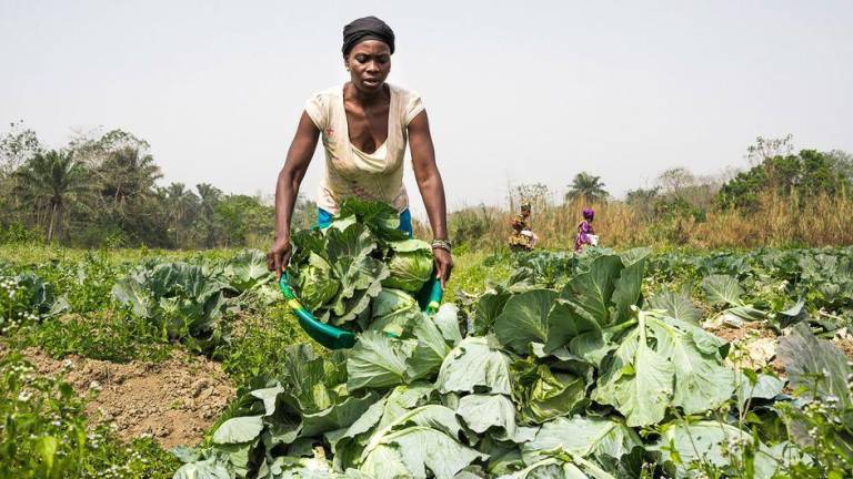 Una agricultora de una cooperativa de hortalizas gestionada por mujeres cultiva coles en Sierra Leona.
