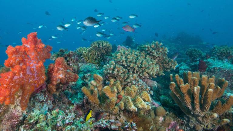 Los arrecifes de coral en las Fidji están amenazados por el calentamiento y el aumento de acidez de los océanos.