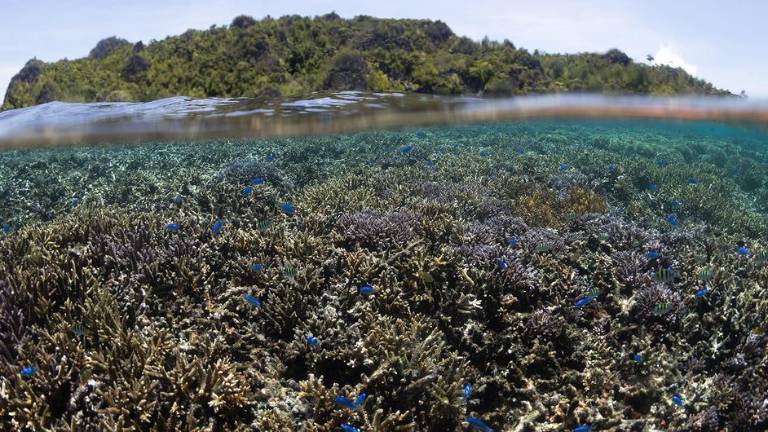 El tratado sobre la biodiversidad marina ayudará a proteger los océanos.