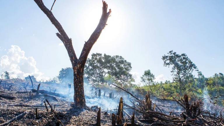 Disminuye el ritmo deforestación en el Siglo 21, pero los bosques tropicales siguen bajo amenaza