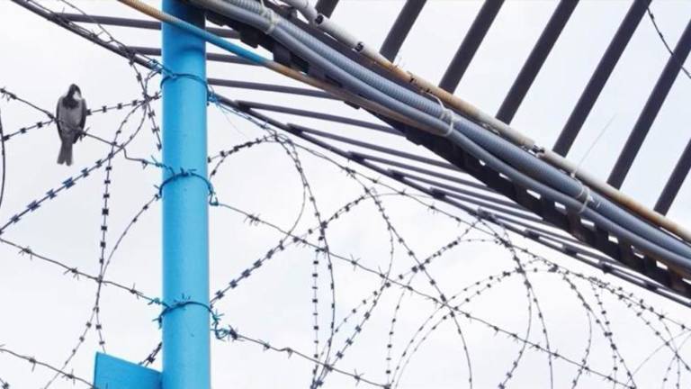 Una paloma se posa en medio de las concertinas que rodean una prisión.