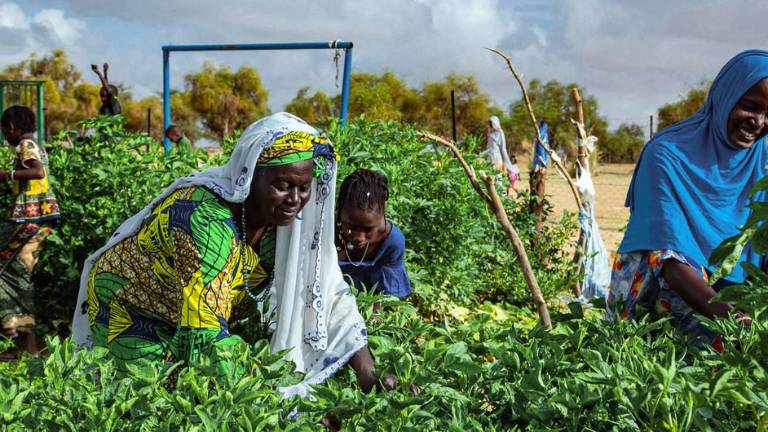 Un huerto gestionado por una cooperativa de mujeres en el sur de Mauritania utiliza la energía solar para regar los cultivos.