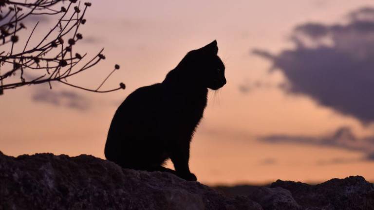 Polonia ha reportado un inusual número de casos de gatos con gripe aviar.