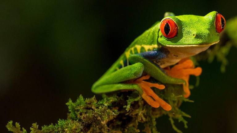 Urge presionar a gobiernos y empresas para proteger la biodiversidad: Guterres