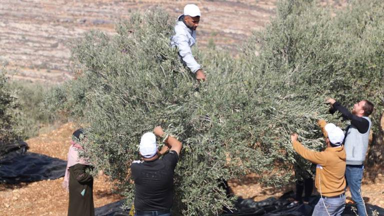 Cosecha de aceitunas, octubre de 2025