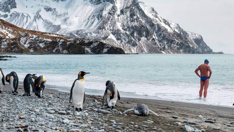 Un hombre se prepara para nadar mientras unos pingüinos retozan en una playa de la Antártida.