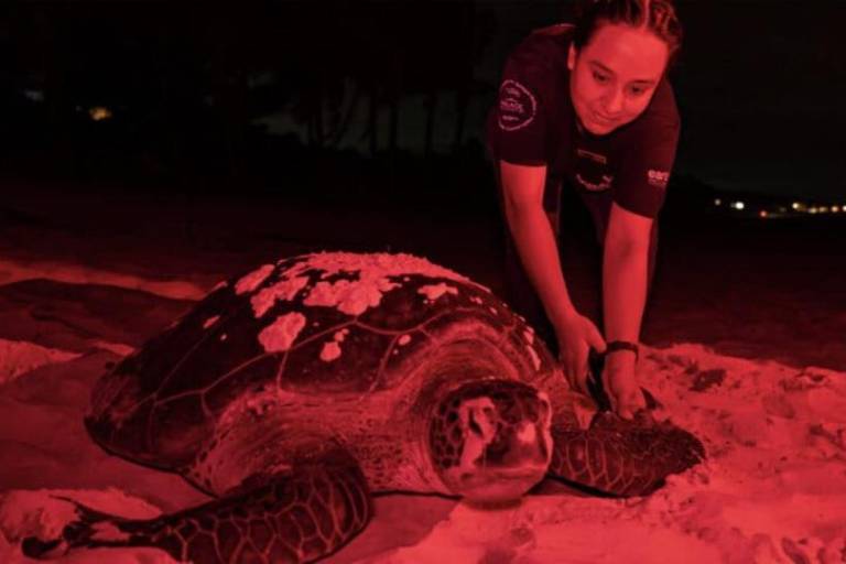 Rastreando el nacimiento de la tortuga verde: el aumento de la temperatura en el mar impacta en la anidación de la especie en las costas de México