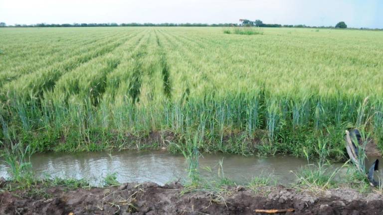 La nutrición en las ciudades a menudo pasa a un segundo plano frente al ritmo de vida y la comodidad.