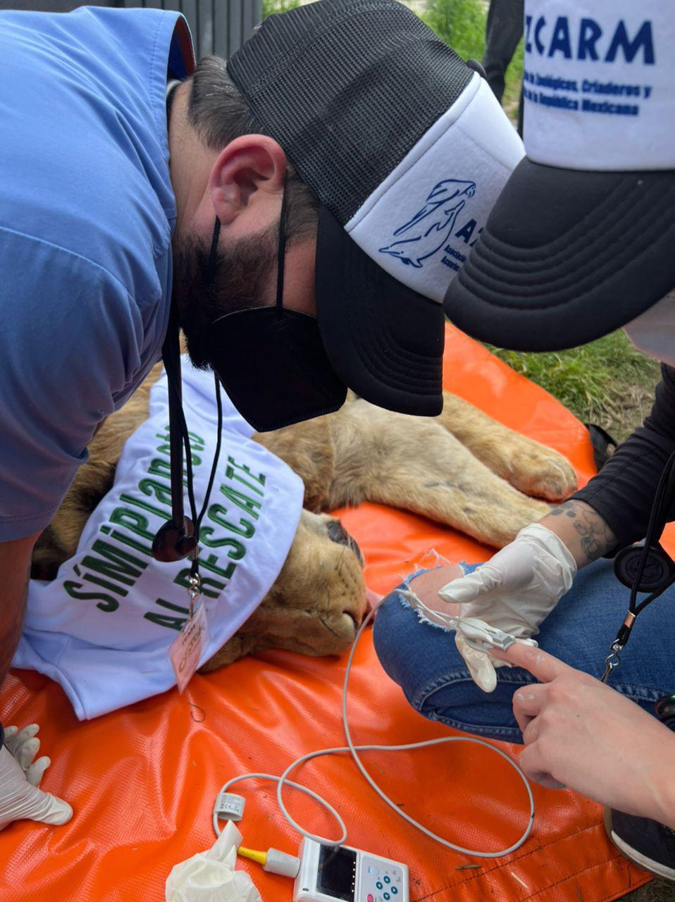 $!Trasladarán al Zoológico de Culiacán a 40 felinos rescatados del santuario Black Jaguar
