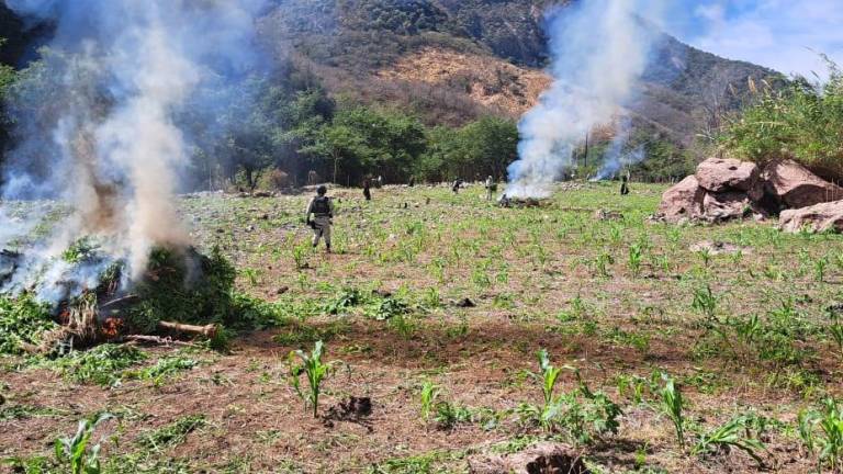 Guardias nacionales localizaron los plantíos de presunta amapola y mariguana en Durango y procedieron a su destrucción.