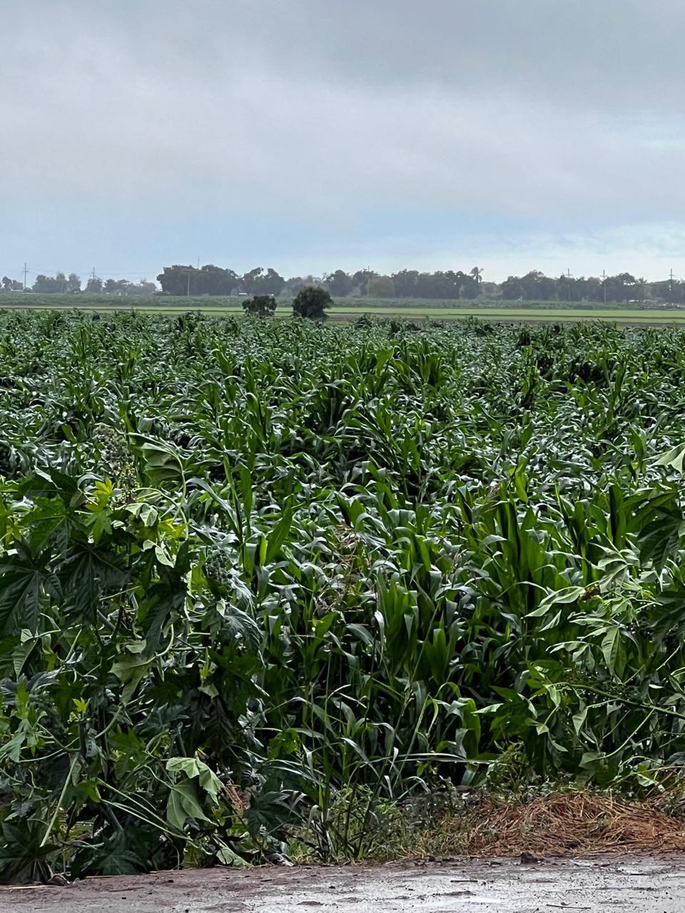 $!Lluvias causaron afectaciones en cultivos de maíz en Sinaloa, advierten