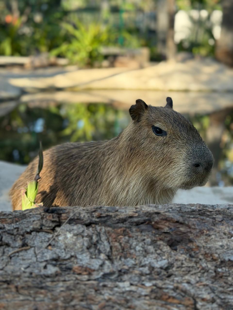 $!Invitan a conocer a los capibaras y pingüinos de Humboldt en el Gran Acuario Mazatlán