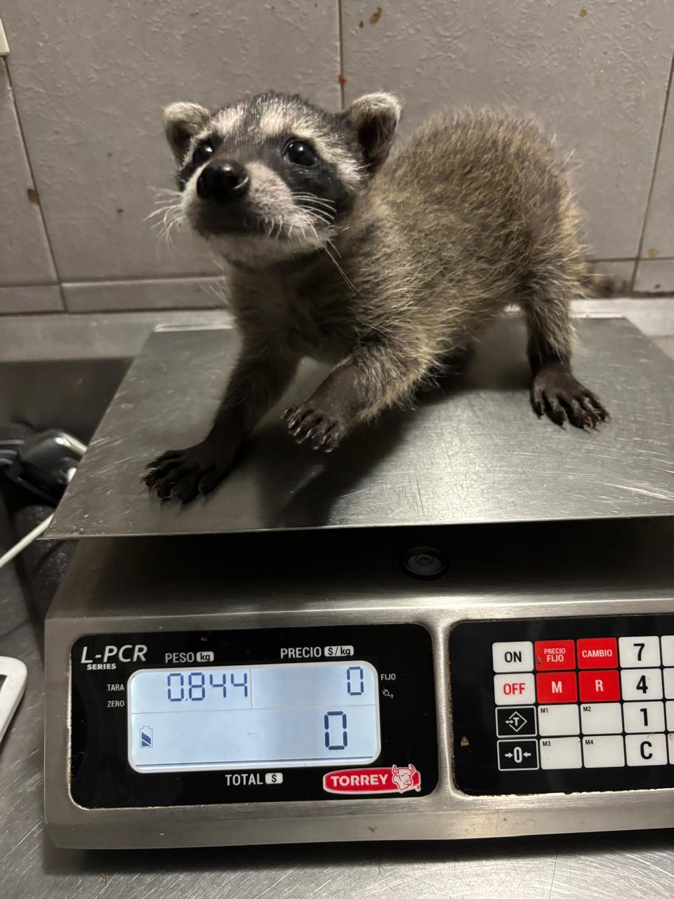 $!Recupera Gran Acuario Mazatlán mapache bebé tras rescate