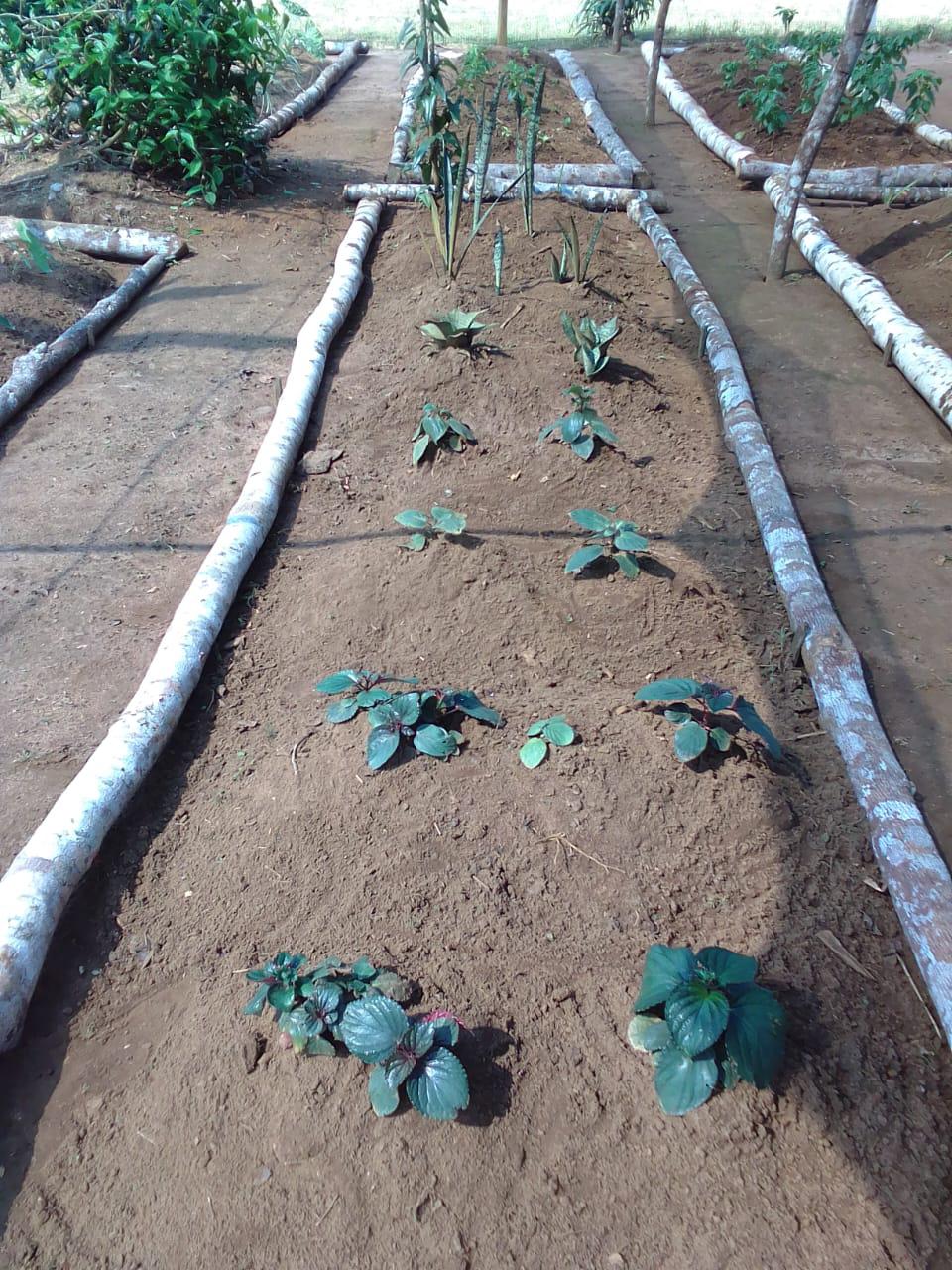 $!En O’KO PAK’O, las plantas puño crecen ordenadas en hileras.