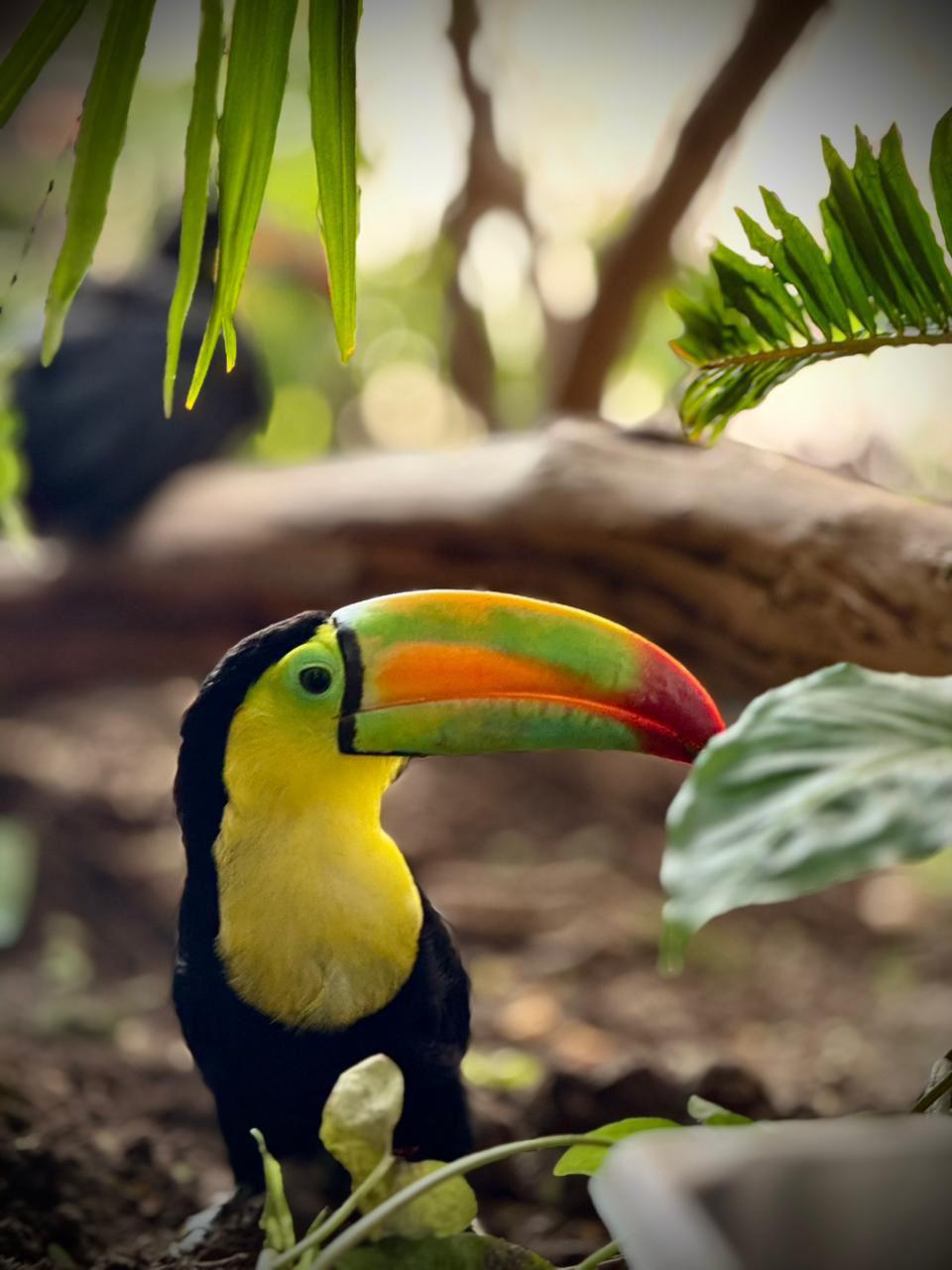 $!Tucanes: los nuevos embajadores de vida en el Gran Acuario Mazatlán