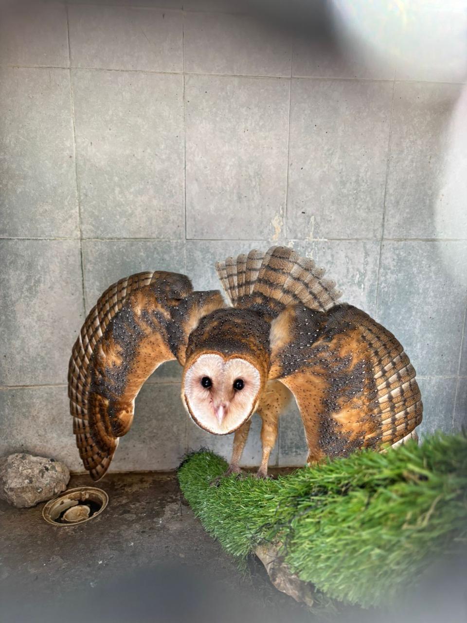 $!Hospital de Fauna del Gran Acuario Mazatlán rescata y libera especies en su hábitat natural