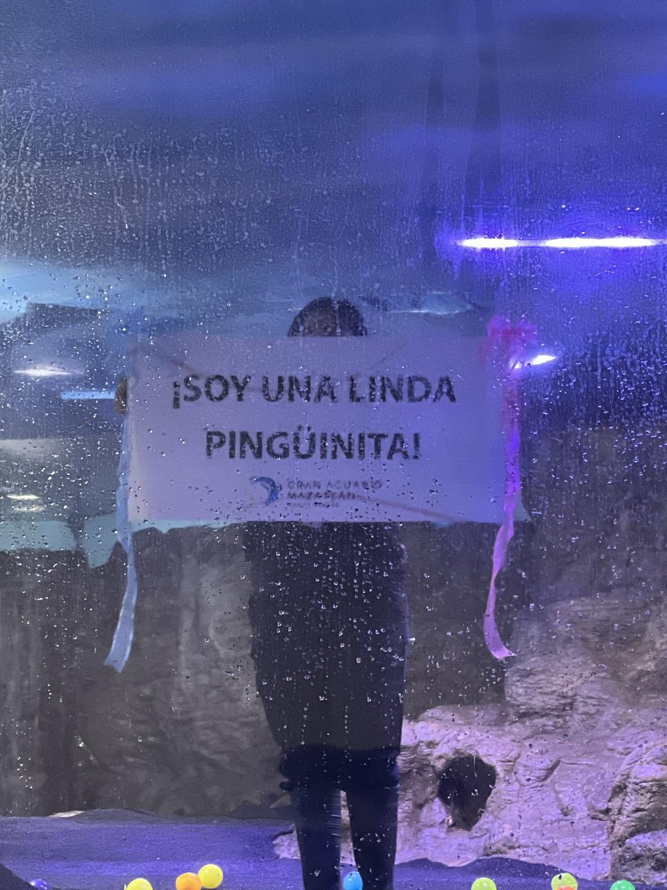 $!Es hembra pingüino el polluelo que nació en Gran Acuario Mazatlán