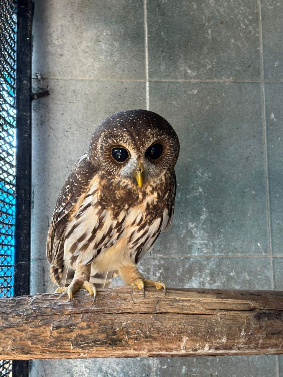 $!Hospital de Fauna del Gran Acuario Mazatlán rescata y libera especies en su hábitat natural