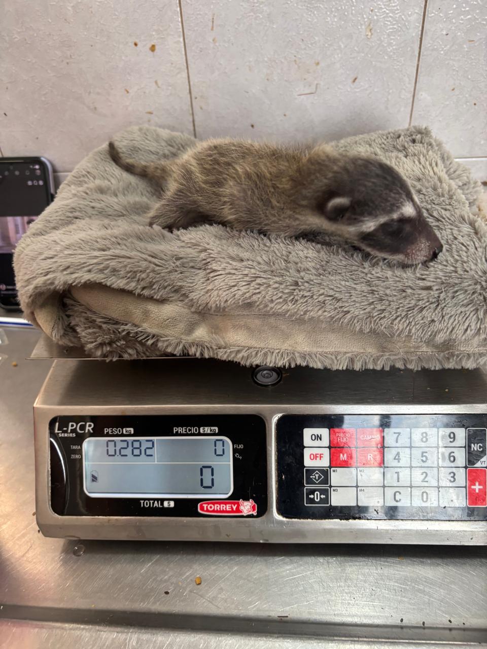 $!Recupera Gran Acuario Mazatlán mapache bebé tras rescate