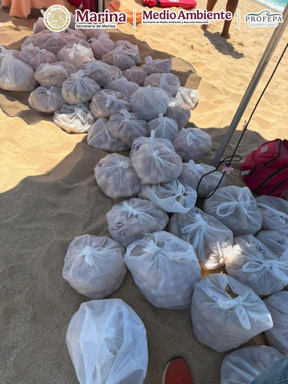 $!Protegen arribazón de 140 tortugas golfinas en Cabo San Lucas, BCS