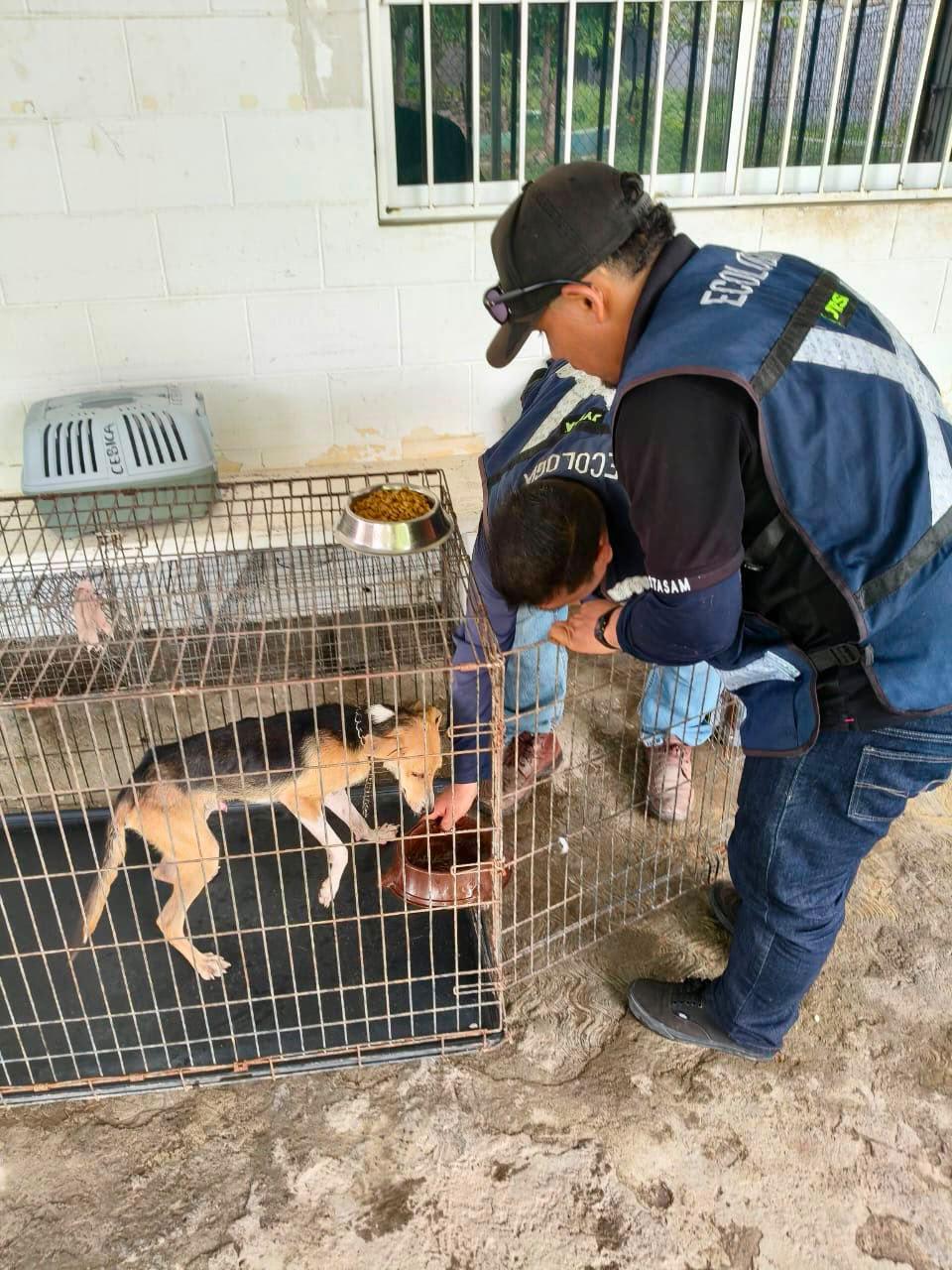 $!Atienden reporte de presunto maltrato a un perro en el Centro; turnan el caso al Juzgado Cívico
