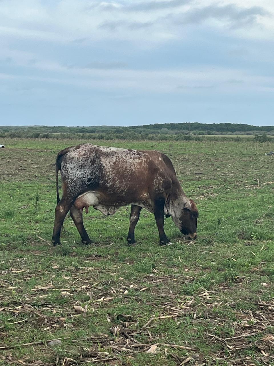 $!Lluvias en Sinaloa aumentaron producción de forrajes un 50%: Unión Ganadera