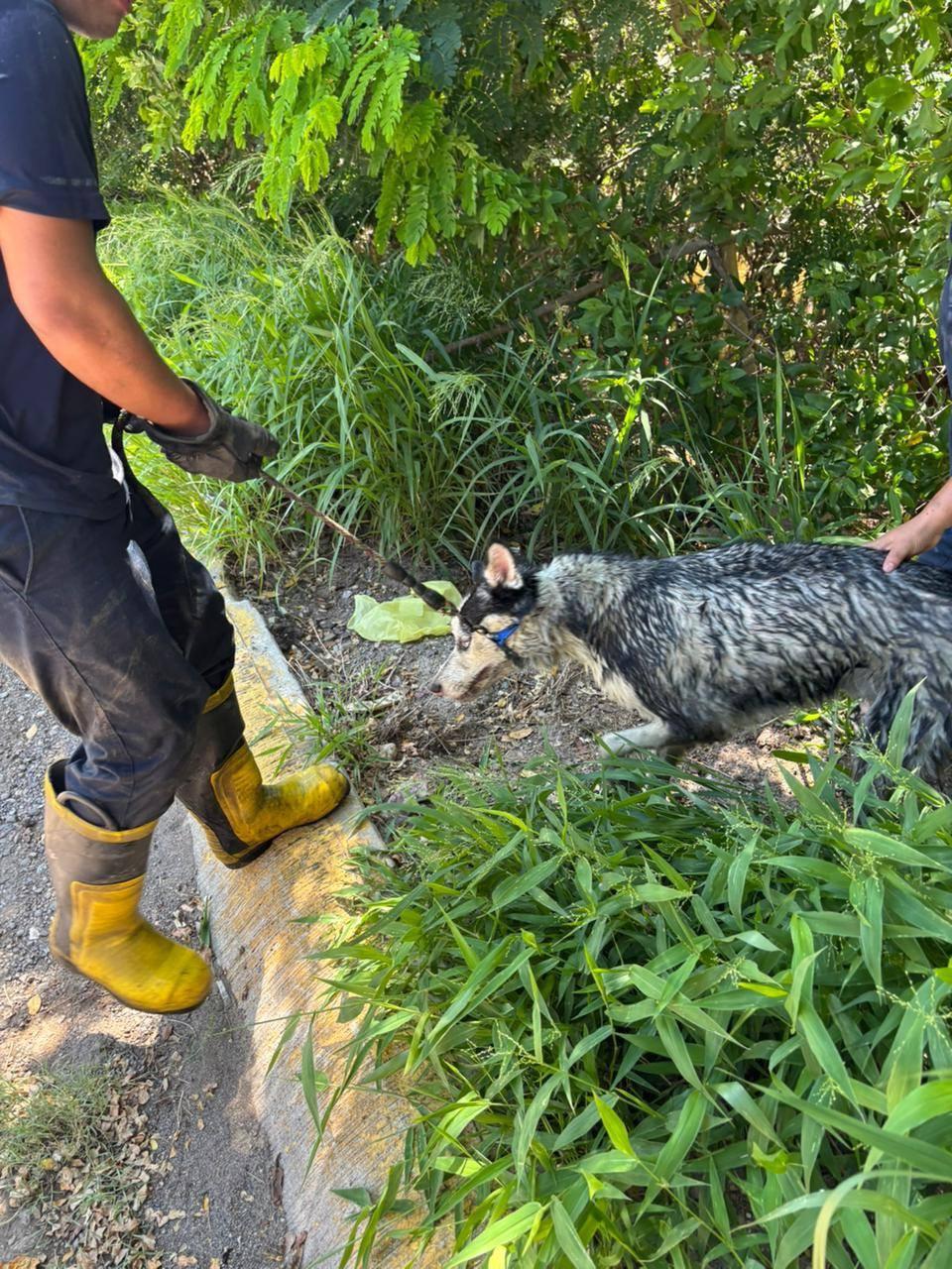 $!Rescata Bomberos Veteranos de Mazatlán dos perros huskys del arroyo Jabalines
