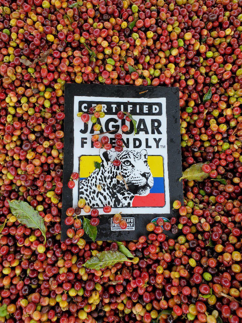 $!El café certificado como Jaguar Friendly, cultivado en Colombia, ha logrado la exportación de 18 toneladas en el último año.