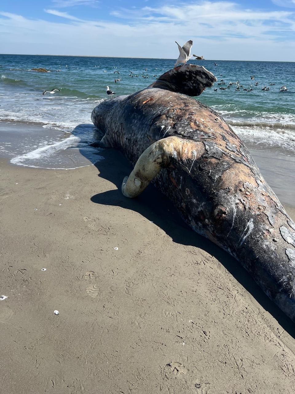 $!Crisis silenciosa en México: 92 ballenas grises muertas en Baja California Sur