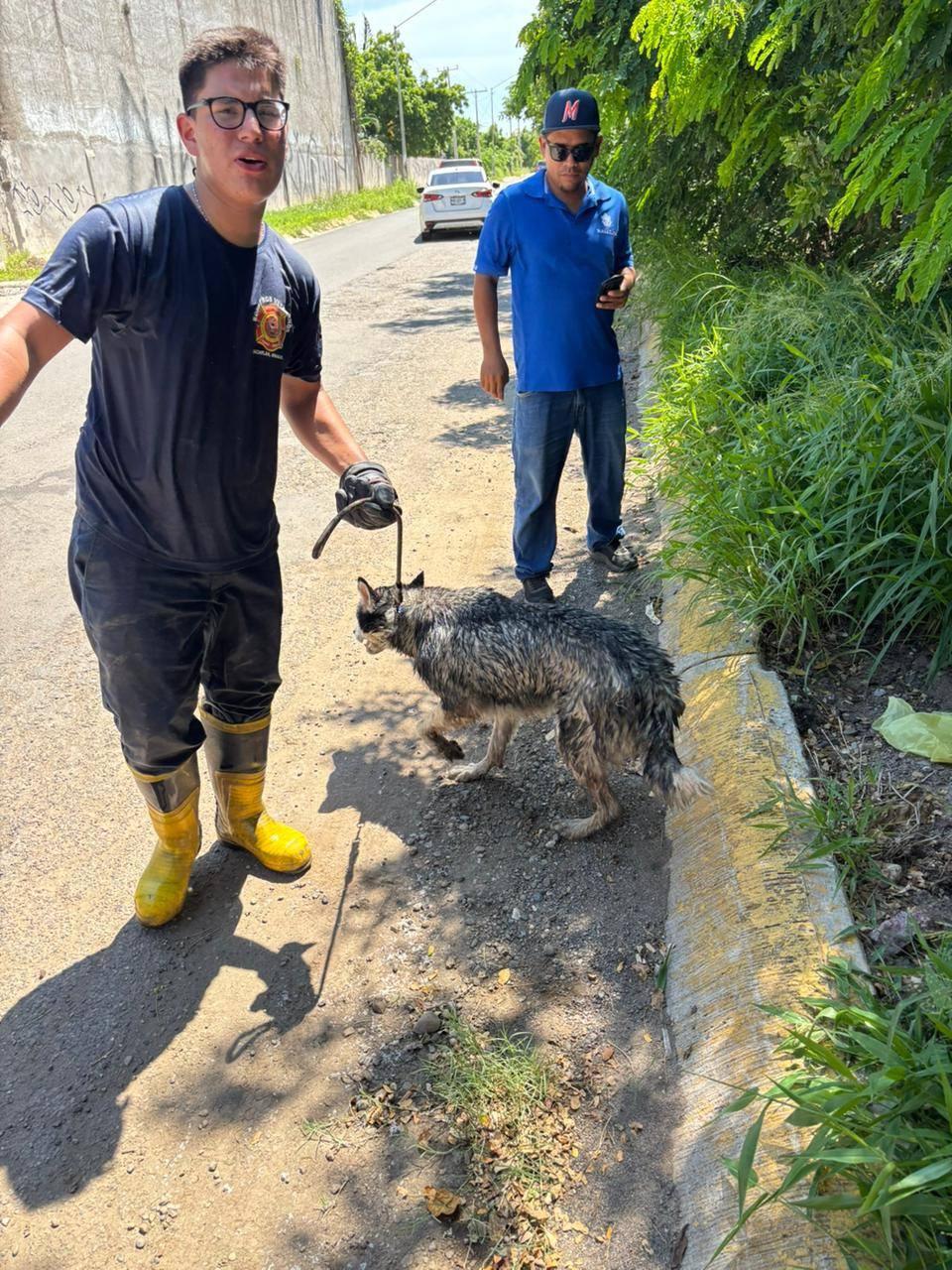 $!Rescata Bomberos Veteranos de Mazatlán dos perros huskys del arroyo Jabalines