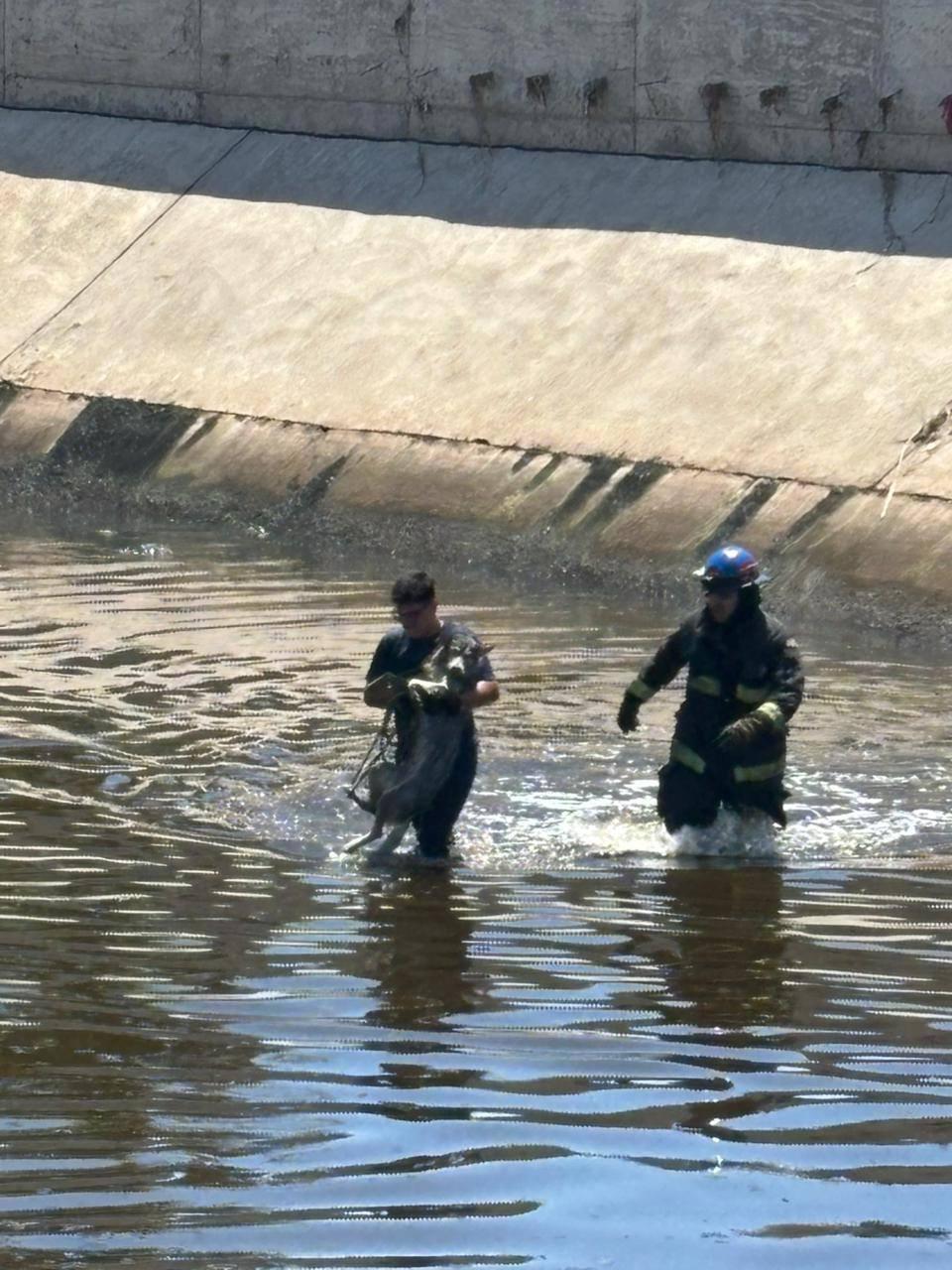 $!Rescata Bomberos Veteranos de Mazatlán dos perros huskys del arroyo Jabalines