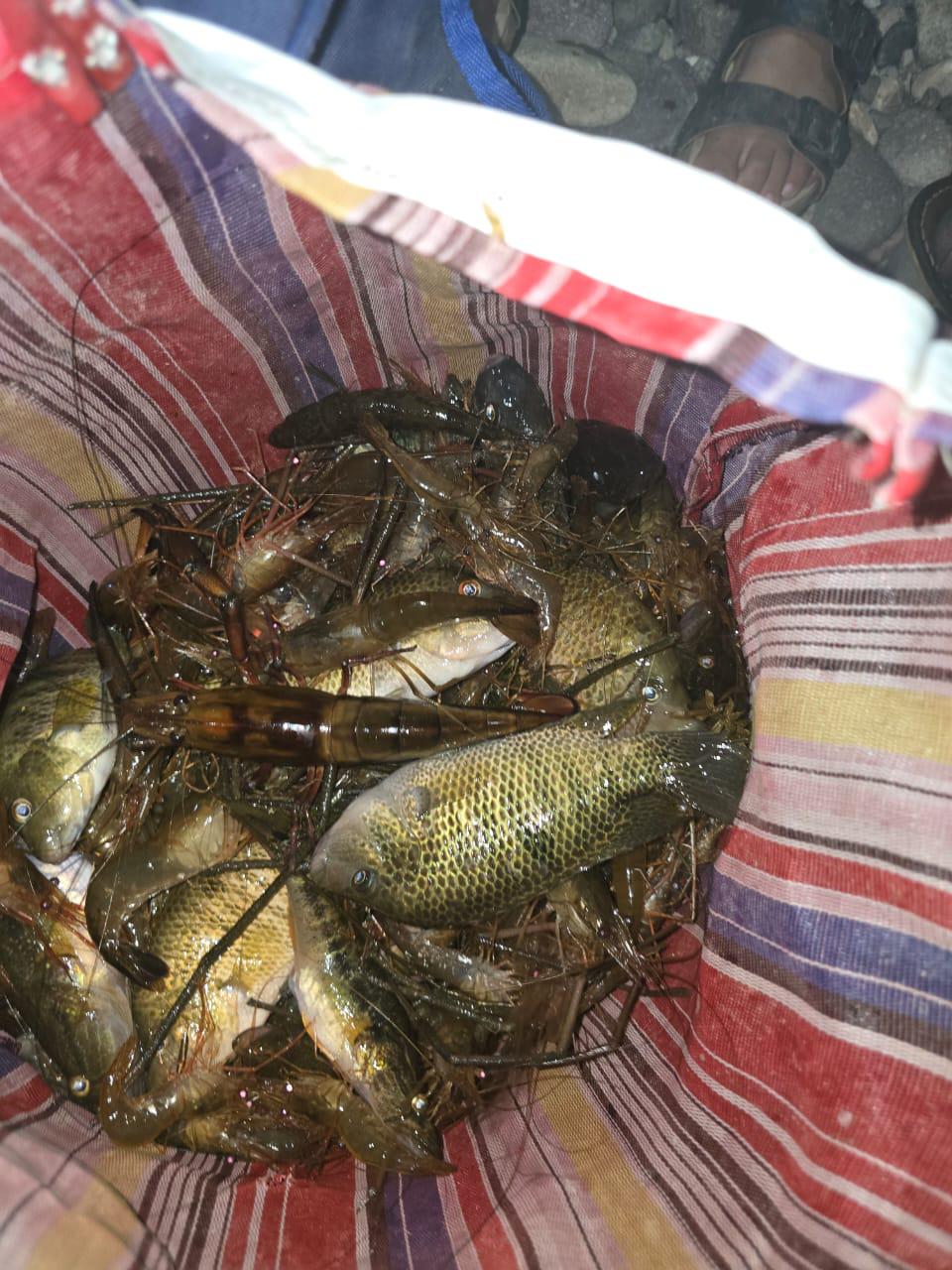 $!Familias de Rosario aprovechan proliferación de ‘pupos’ en el río Baluarte