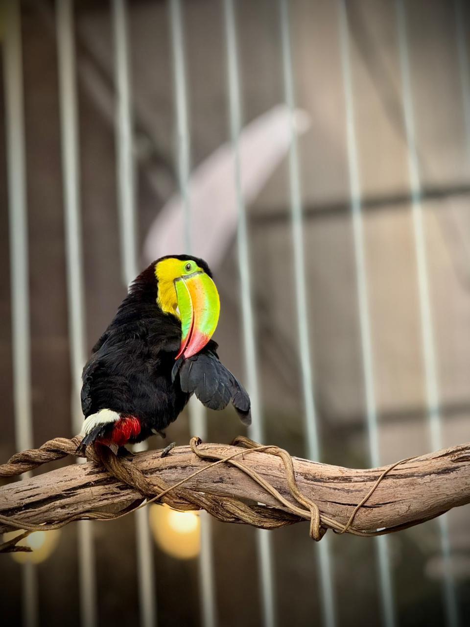 $!Gran Acuario Mazatlán: una experiencia que despierta emociones y conecta con la vida