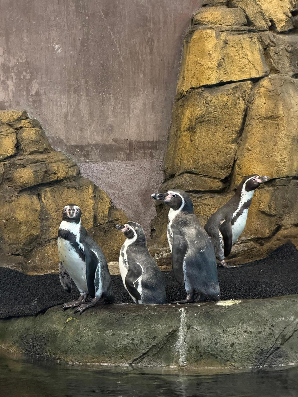 $!Pingüinos se vuelven el mayor atractivo del Gran Acuario Mazatlán