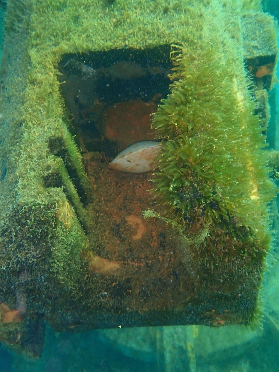 $!Sheinbaum inaugura Museo Subacuático en San Carlos